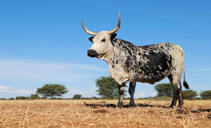 NGUNI COW